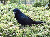 A Quiscalus mexicanus at Antigua Guatemala, Guatemala